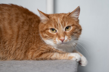 Portrait of a beautiful cat close up