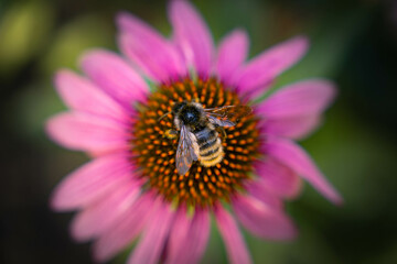 Honey bee collecting pollen on purple flower. Bumblebee on a flower against blurry background. 
