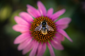 Honey bee collecting pollen on purple flower. Bumblebee on a flower against blurry background. 