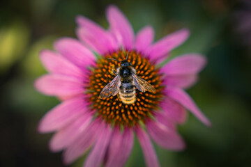 Honey bee collecting pollen on purple flower. Bumblebee on a flower against blurry background. 