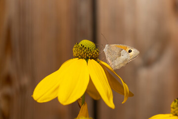 A butterfly sitting on a yellow flower against blurry bokeh background. 