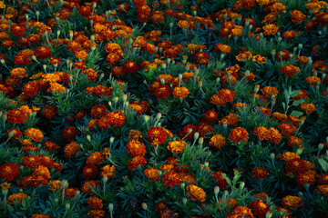 Vibrant yellow and orange marigolds. Field of blooming flowers. Natural floral background. Tagetes, Aztec, African Marigold, Asteraceae, Aster