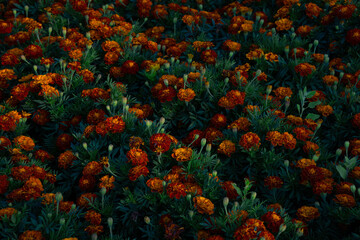 Vibrant yellow and orange marigolds. Field of blooming flowers. Natural floral background. Tagetes, Aztec, African Marigold, Asteraceae, Aster