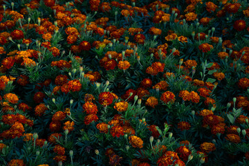 Vibrant yellow and orange marigolds. Field of blooming flowers. Natural floral background. Tagetes, Aztec, African Marigold, Asteraceae, Aster