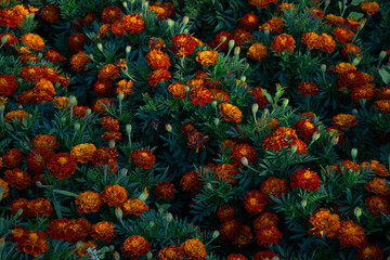 Vibrant yellow and orange marigolds. Field of blooming flowers. Natural floral background. Tagetes, Aztec, African Marigold, Asteraceae, Aster