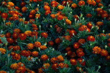 Vibrant yellow and orange marigolds. Field of blooming flowers. Natural floral background. Tagetes, Aztec, African Marigold, Asteraceae, Aster