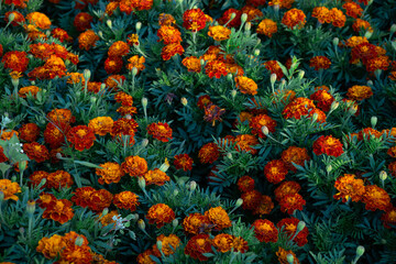 Vibrant yellow and orange marigolds. Field of blooming flowers. Natural floral background. Tagetes, Aztec, African Marigold, Asteraceae, Aster