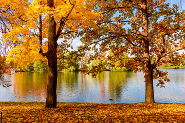 Fototapeta na wymiar Grand pond in autumn in Catherine park, Pushkin (Tsarskoe Selo), Saint Petersburg, Russia