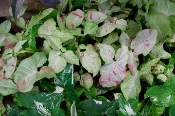 Obraz premium The colorful of Caladium leaves in the botanical garden