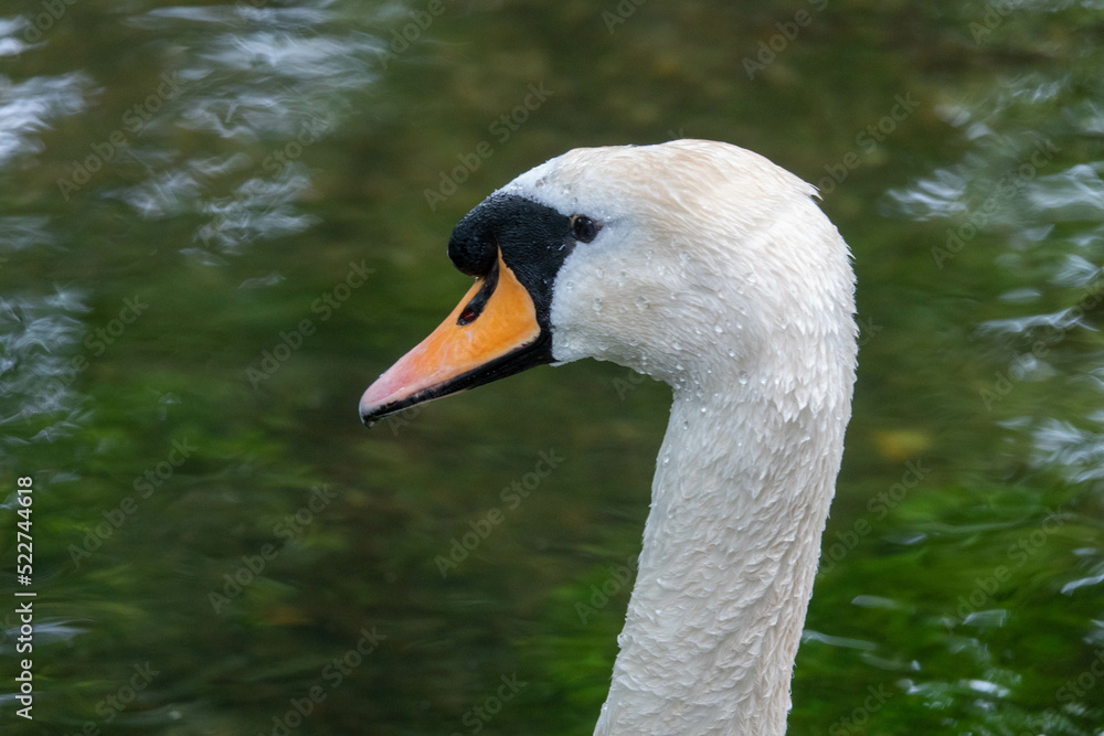 Canvas Prints close up profile portrait of a swan with water in the background