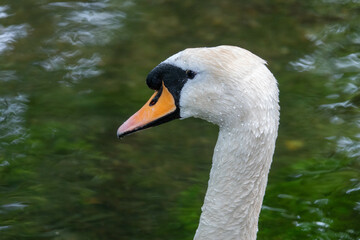 close up profile portrait of a swan with water in the background