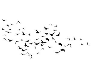 Flying birds. Decoration element from scattered silhouettes.