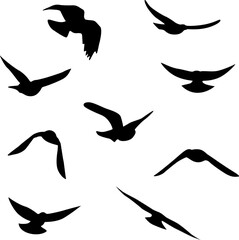 Flying birds silhouettes collection. Vector decoration elements.