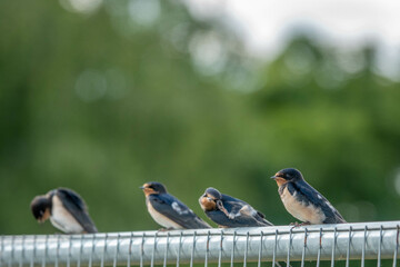 swallows  small birds with dark glossy blue backs red throat pale underparts and long tail streamers perched on a fence with a blurred green background © Penny