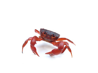 Freshwater river crab isolated on white background, selective focus