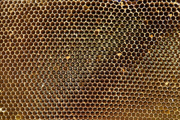 Background texture and pattern of honeycomb . close up