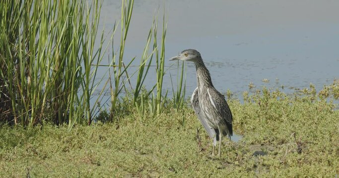 Commorant doing mating dance near inlet
