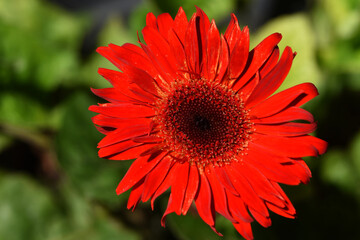 red Gerbera flower is blooming in garden with sunlight in the morning .close up