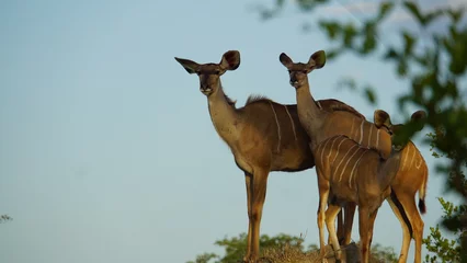 Foto op Canvas antilope in het wild © Jules