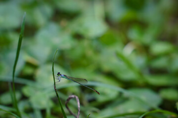 A little dragonfly is sitting on a twig in close-up.Macro shots of a dragonfly.