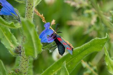detailed close up of a Five-spot Burnet Moth (Zygaena trifolii) feeding on Vipers bluegloss (Echium vulgare)