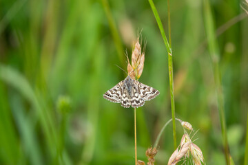 detailed close up of a Mother Shipton moth (Callistege mi) 