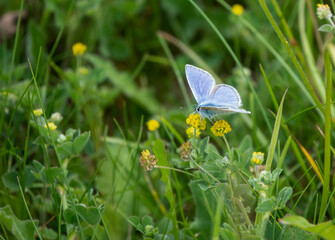 closeup of a common blue butterfly (Polyommatus icarus)