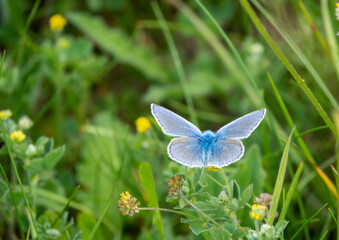 closeup of a common blue butterfly (Polyommatus icarus)