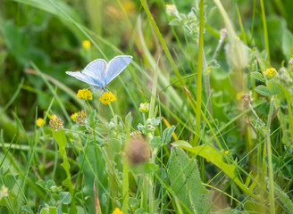closeup of a common blue butterfly (Polyommatus icarus)