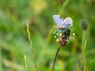 closeup of a common blue butterfly (Polyommatus icarus)