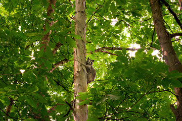A Young raccoon climbs a tree to get to safety. Raccoon in the wild in Windsor in Upstate NY