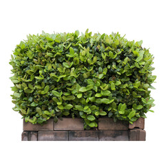 Shrub on a white background isolated.