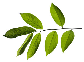Green leaves isolated on a white background .