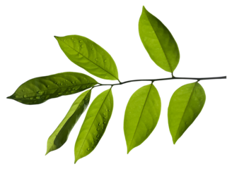 Green leaves isolated on a white background .