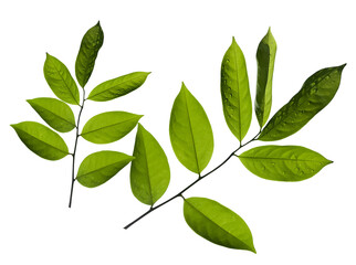 Green leaves isolated on a white background .