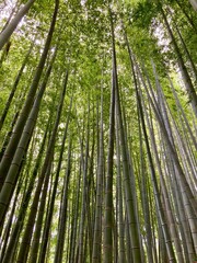 Fototapeta premium 竹林の背景