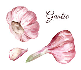 Garlic composition. Watercolor hand drawn illustration isolated on white background.