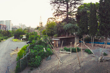 Tbilisi, Georgia - 15th july, 2022: monkeys behind fence in Tbilisi zoological park at sunset