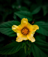 yellow flower with dew drops
