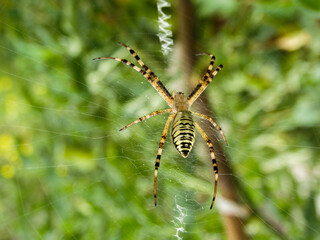 Agriope bruennichi. Yellow Garden Spider. Yellow-black spider in her spiderweb. A poisonous agriope spider sits on a web