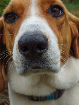 A close up of a beagle face. Dog nose of Estonian Hound
