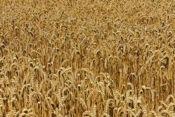 A field of ripe wheat ready to be harvested by a combine harvester