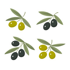 Set of black and green olives. Branch of olive with leaves. Fruit for seasoning and dishes. Natural vegetable oil. Healthy food. Italy plant. Vector flat illustration isolated on white background