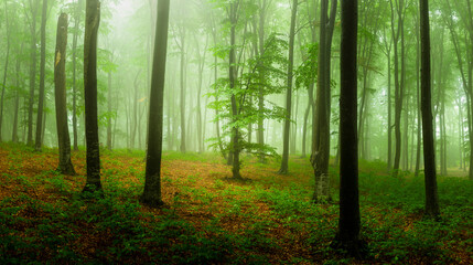 Foggy forest during calm autumn day. Beautiful light in the forest