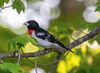 A male rose-breasted grosbeak