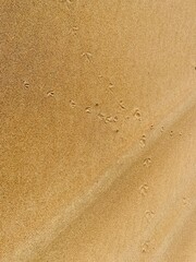 Footprint of a birds foot on a sand dune