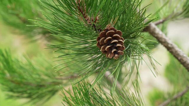 a brown cone hangs on a green coniferous branch of a tree. close-up of a coniferous tree with green needles.