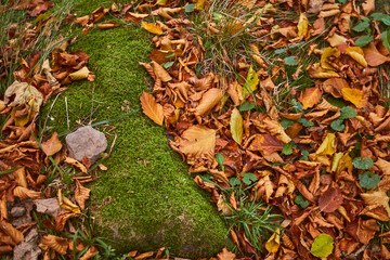 Moss and autumn leaves in forest. Carpathian Mountains, Ukraine. Walking and hiking trails in Borzhava ridge. Rural area of carpathian mountains in autumn