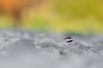 Hatch, the little ringed plover female on nest at sunrise (Charadrius dubius)