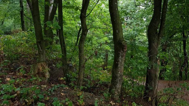ree trunks in the forest. Rainy foggy day. Camera moves slowly from left to right
